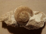 Snegl